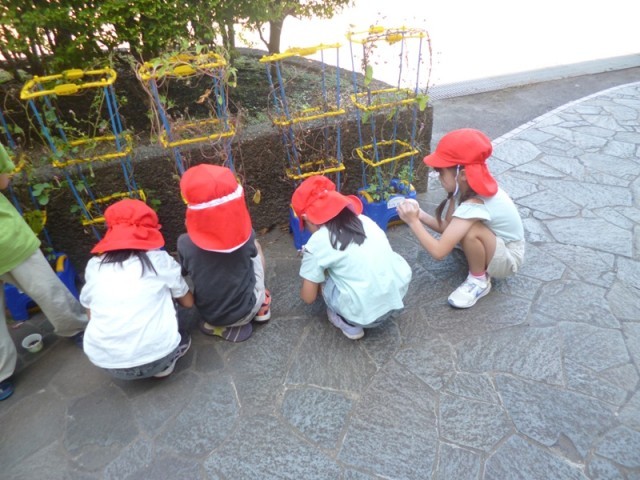１年生がこれまで育ててきたあさがおの種の収穫をしました。たくさん収穫した子、まだ花が咲いていて、これから収穫を楽しむ子もできます。たねを収穫しているとき、「種大きいでしょ」とすごく嬉しそうに種を見せてくれました。