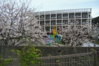①校舎、桜.JPG